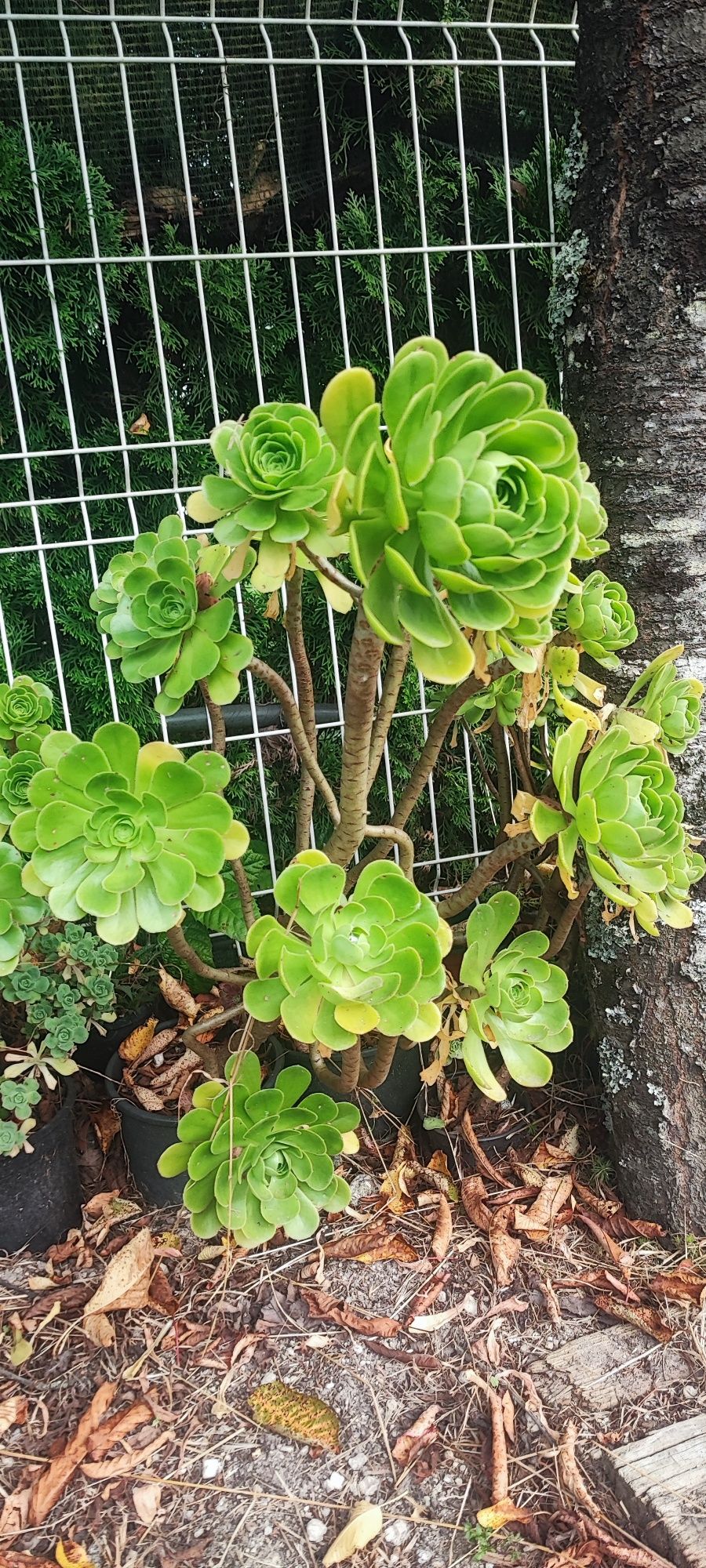 Planta suculenta