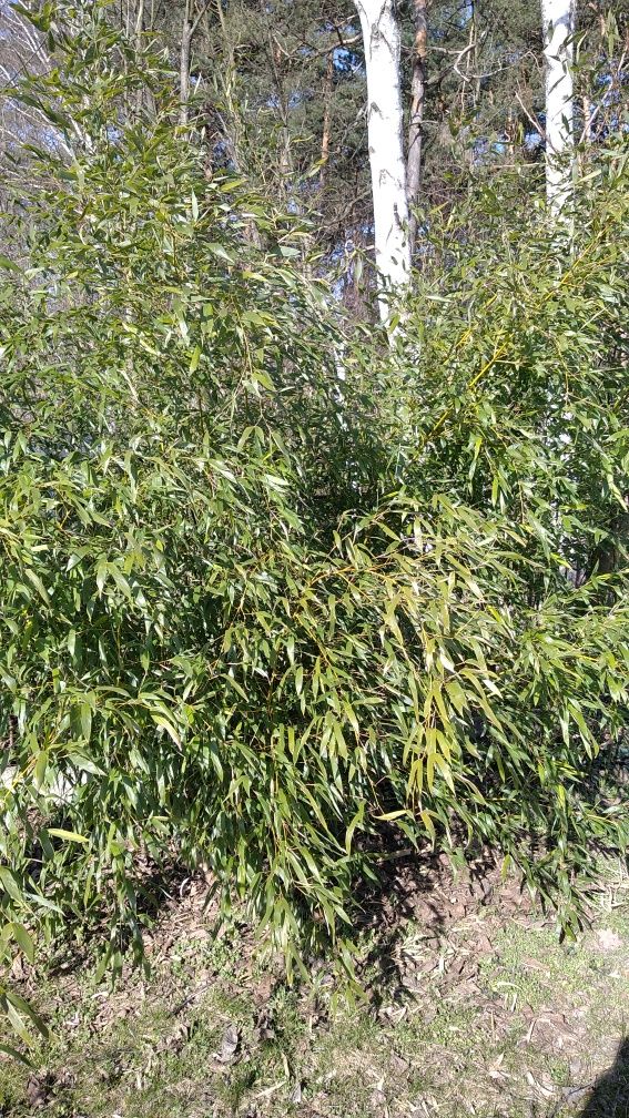 Bambus Bisseti popularny, mrozoodporny, zimozielony, duże sadzonki