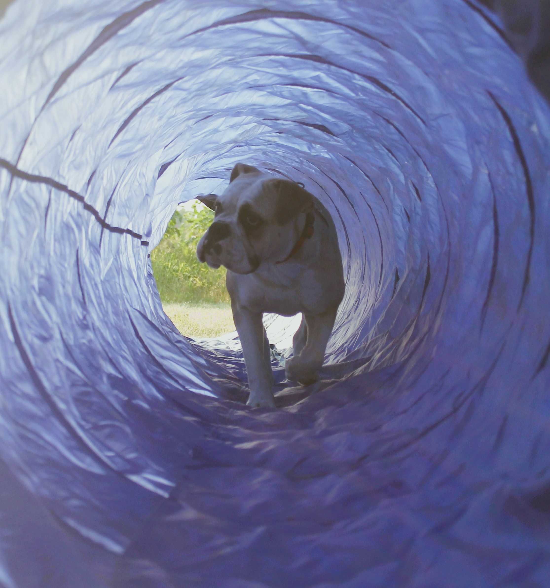 buldog kontynentalny