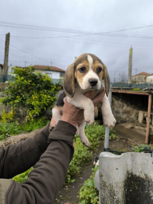 Beagle Tricolor Macho