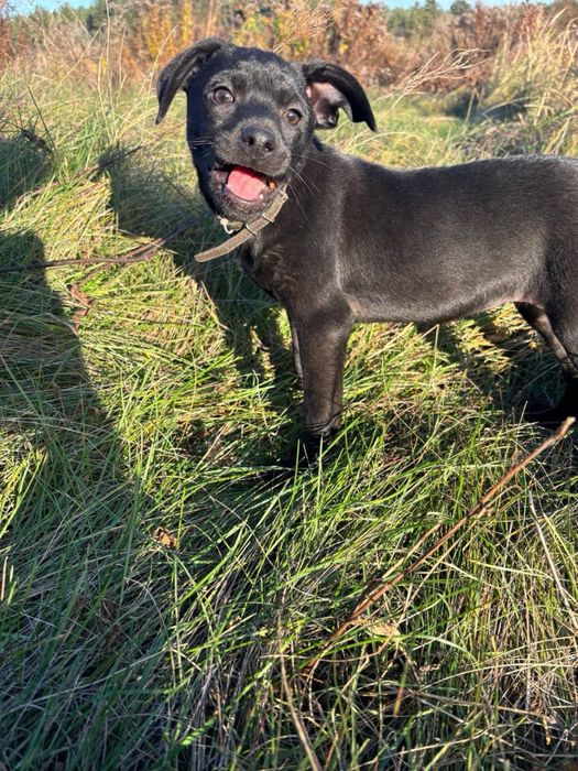 Чотири цуцики (1 хлопчик та 3 дівчинки)