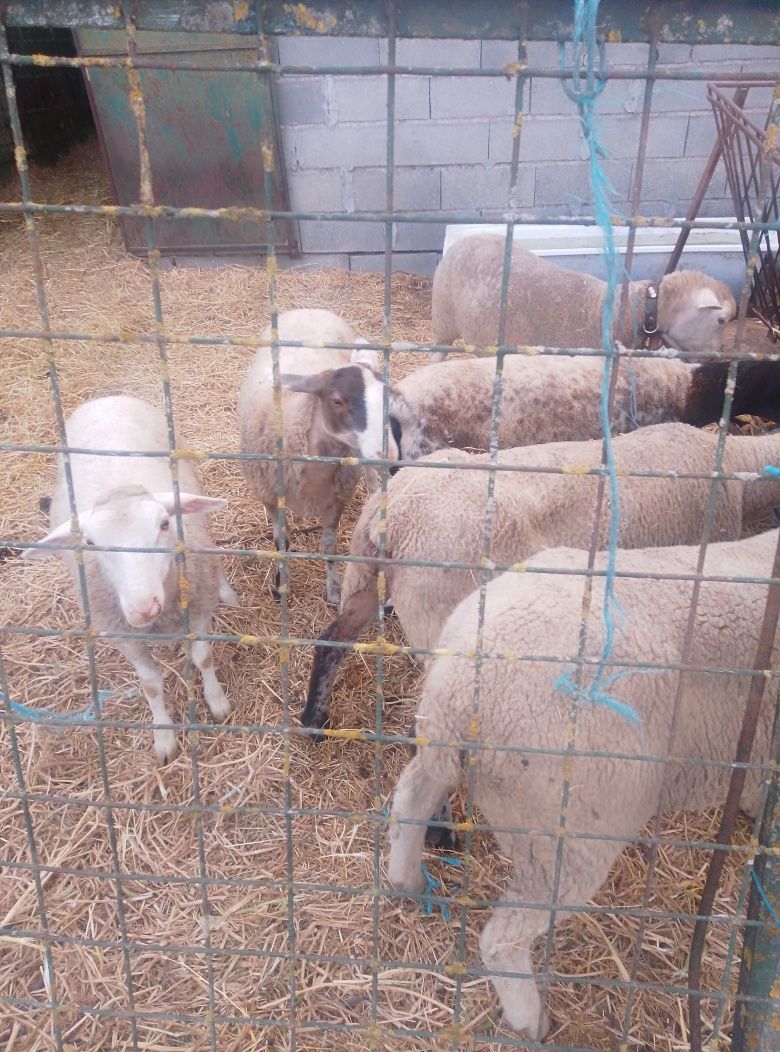 Ovelha mochas Ille França e dorper cruzadas