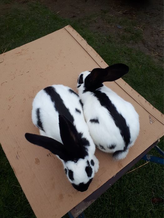 Sprzedam srokacze niemieckie