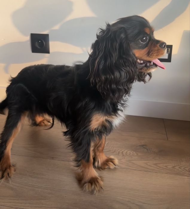 Cavalier King Charles Spaniel black&tan piesek