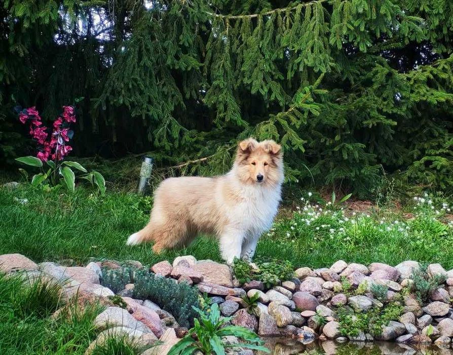 Owczarek szkocki długowłosy collie wolny od MDR i DM - ZKwP/ FCI