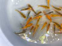 Lista de Peixes Disponíveis