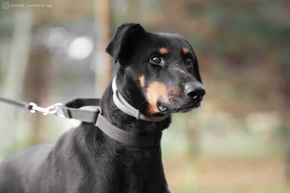 Rambo - doberman po przejściach szuka doświadczonego opiekuna