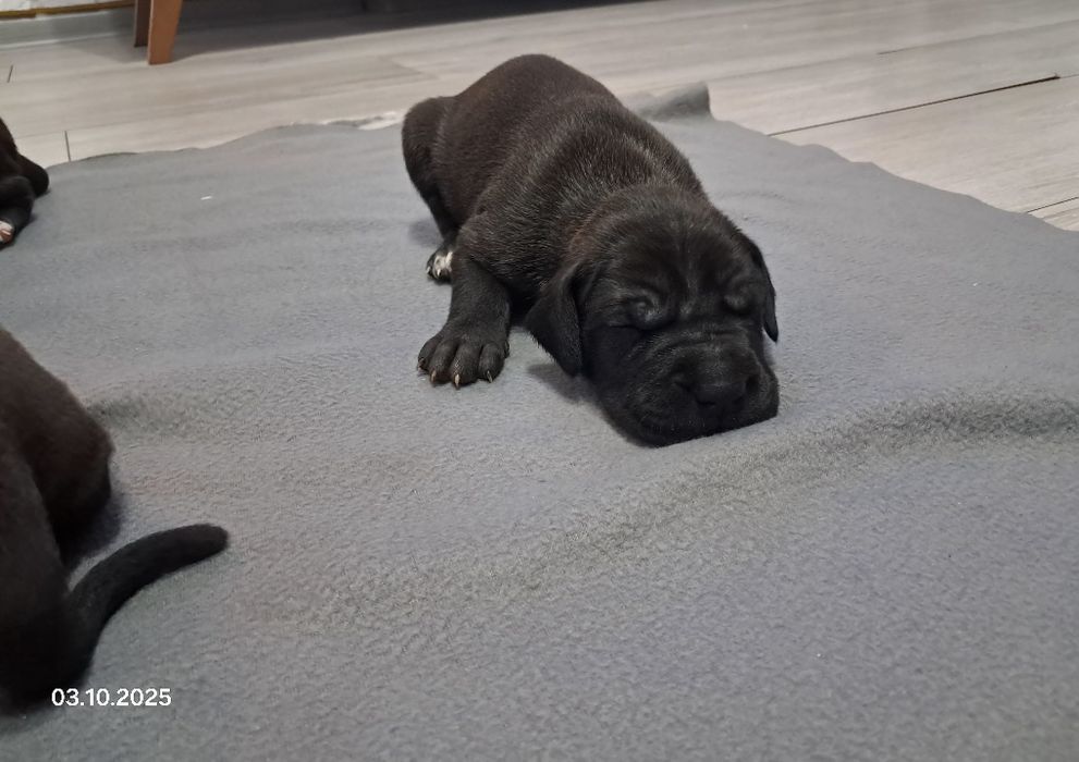 Szczenie Dog Niemiecki