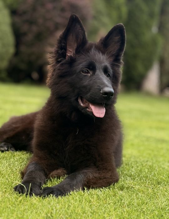 Wyselekcjonowana czarna suczka owczarka niemieckiego