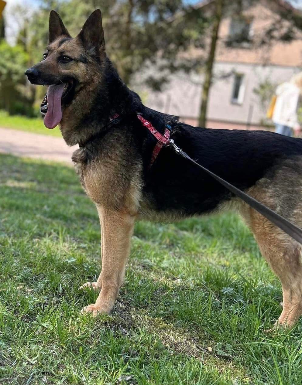 Sunia owczarek niemiecki do adopcji!