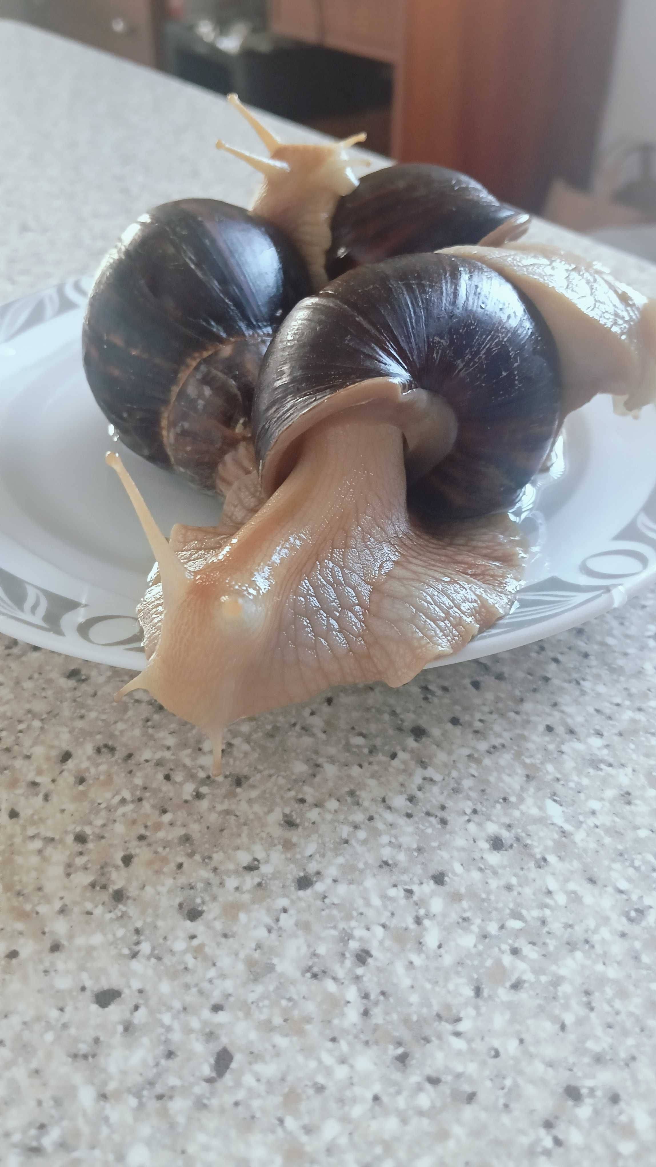 Ślimaki Achatin oddam za darmo
