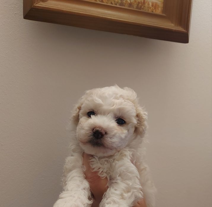 Sunia Bichon Frise FCI