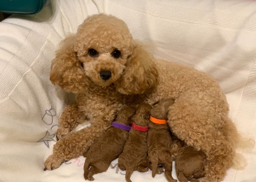 Той пудель продаж