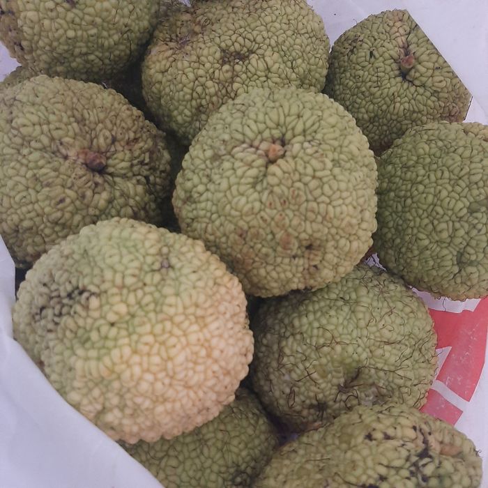 Маклюра ( адамово яблоко) , свежий урожай