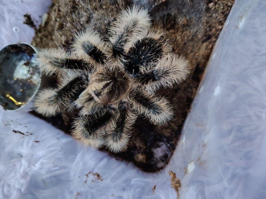 Puszysty ptasznik NS