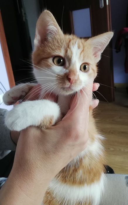 Oddam kotki za darmo