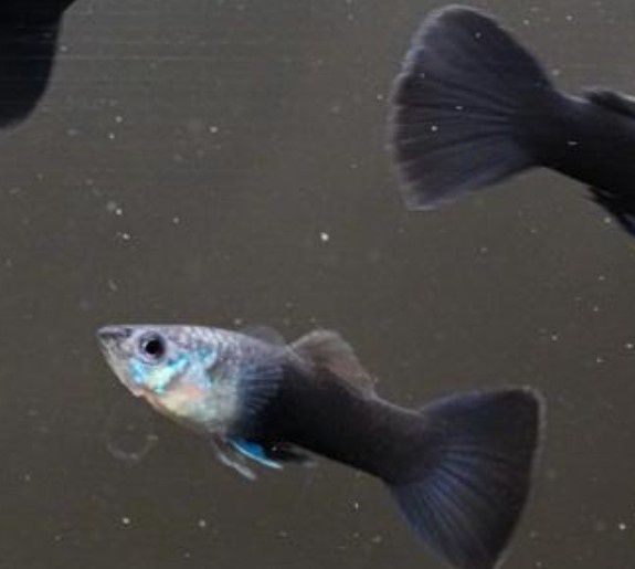 Guppys Velvet Tuxedo Negro