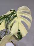 Monstera variegata - ukorzeniona