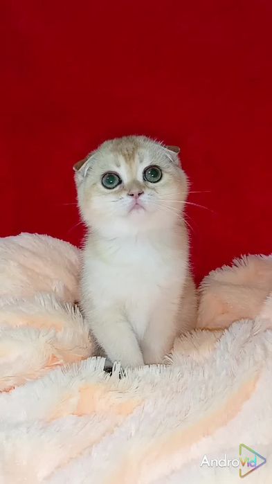 Висловуха дівчинка золота шиншила.