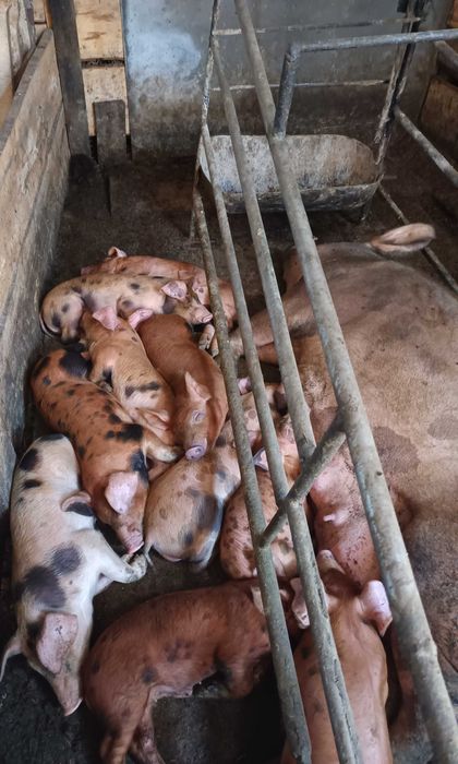 Поросята породи Кантор