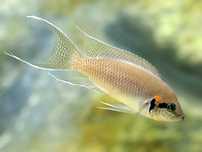 Księżniczka Burundi (Neolamprologus brichardi)