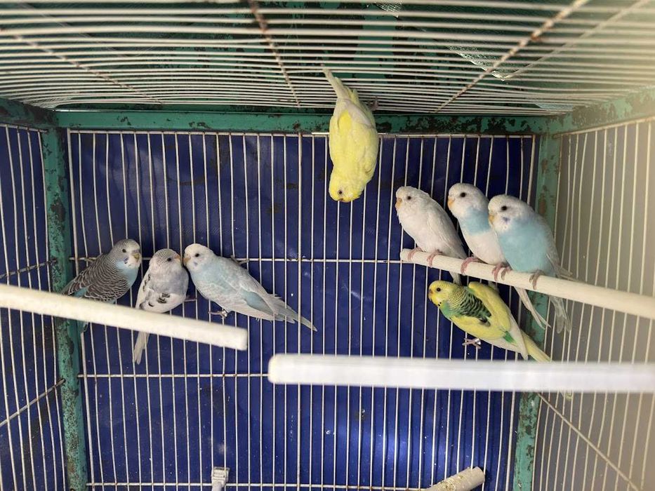 Periquitos Australianos