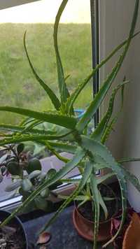 ALOES roślina lecznicza 80 cm