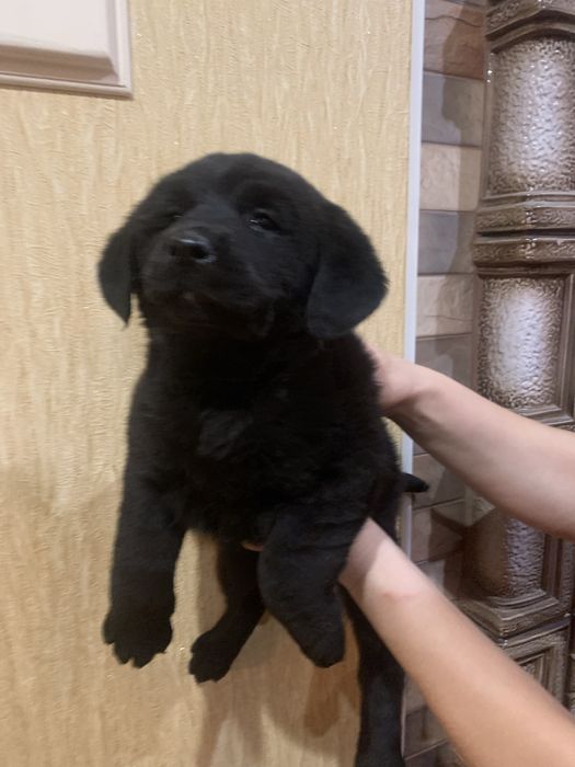 Продам цуценят Лабрадорів