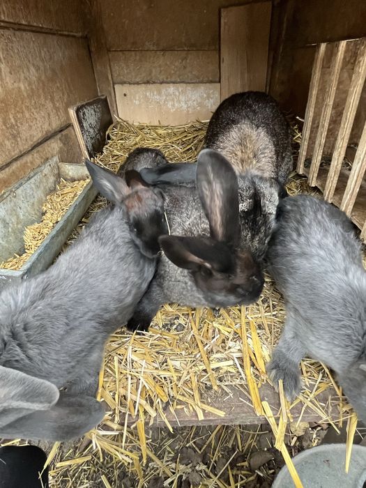 Króliki wiedeńskie mieszańce