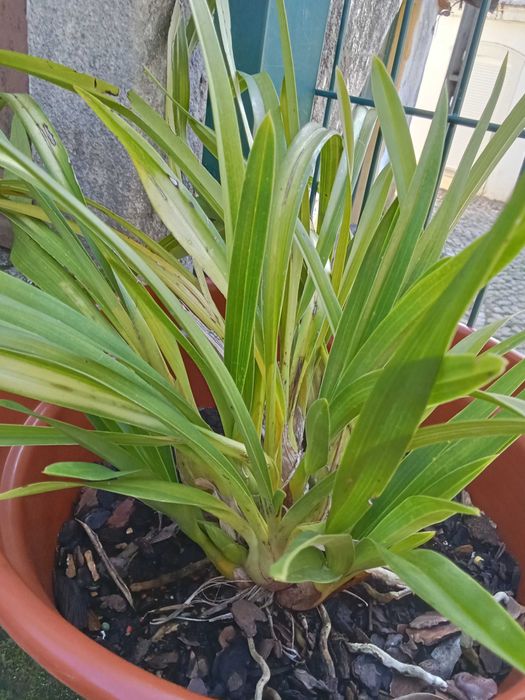 Orquídeas raras em vaso