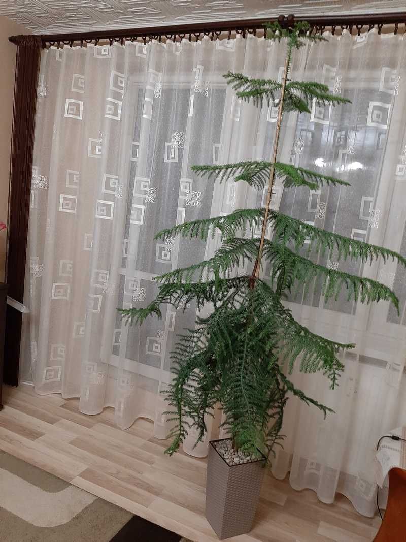 Firana gotowa, długa do pokoju, kremowa Nowa