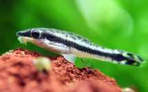 otosek sklep zoologiczny GRUBY KOCUR rzeszów