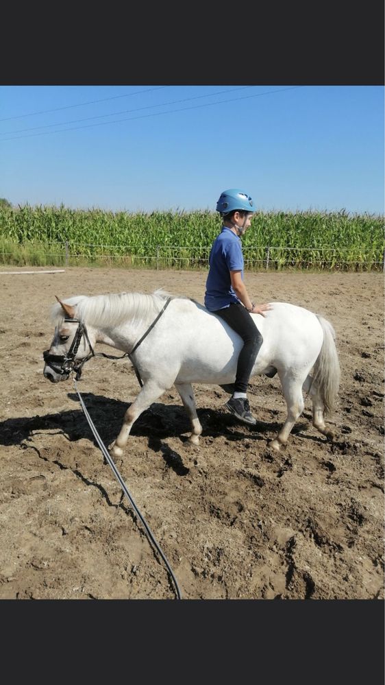 Cavaliadowy kucyk do sportu