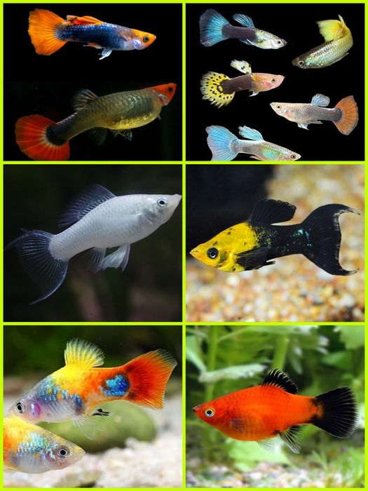 Aquasousa.com - Tetras, Guppys, Corydoras, Neons e muito muito mais...