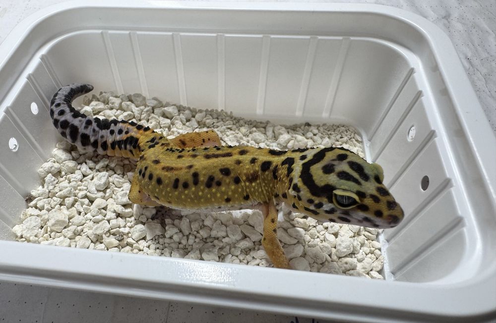Eublepharis macularius - Gekon lamparci / 2 sztuki ! Samce!