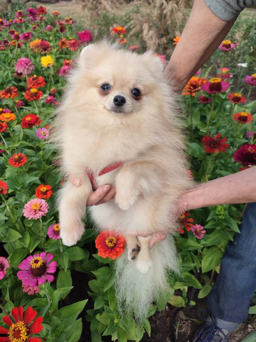 померанские мишки