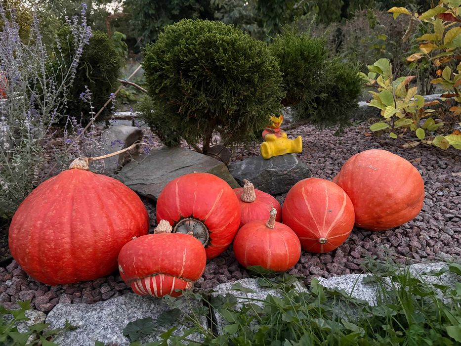 Ekologiczne dynie - Duży wybór- OKAZJA!