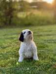 Hiszpański Pies Dowodny ZKwP/FCI   (nie lagotto, doodle)