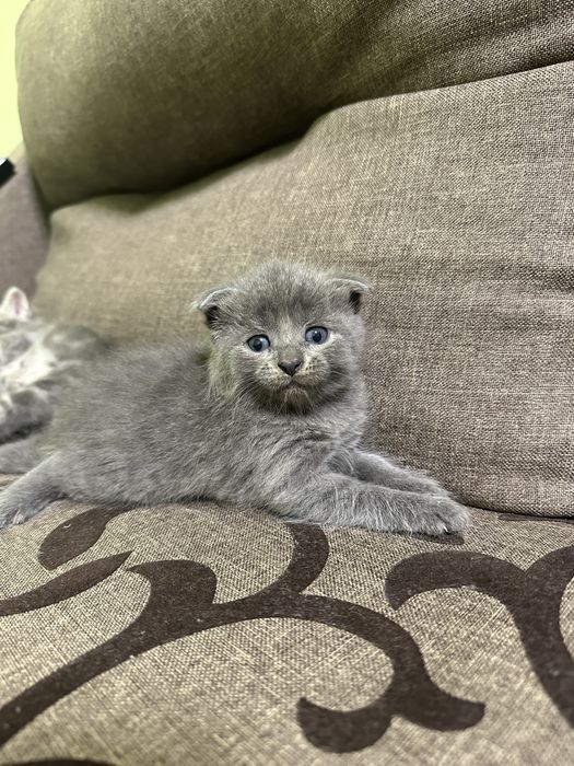 Котики! Сірі кошенята