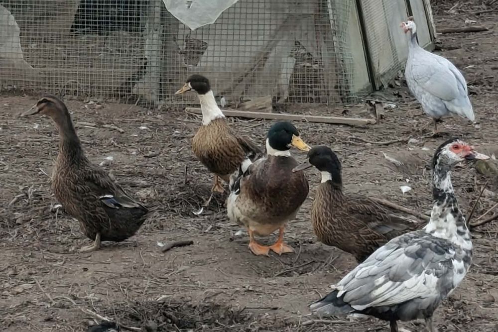 Kaczki francuskie i staropolskie