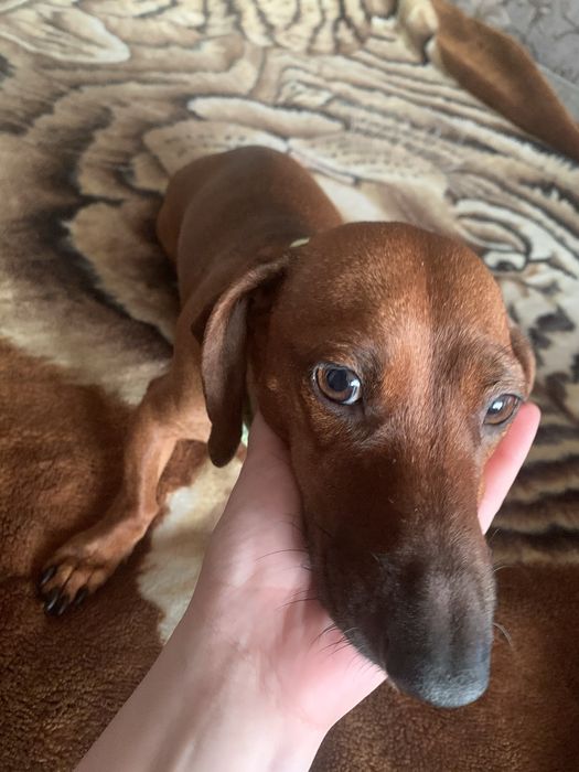 Цуценята такси, шукають родину!