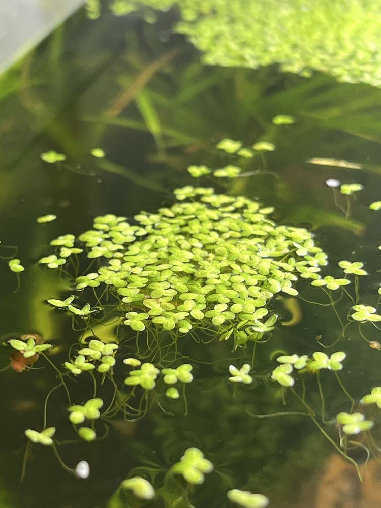 Lemna Minor (Duckweed)