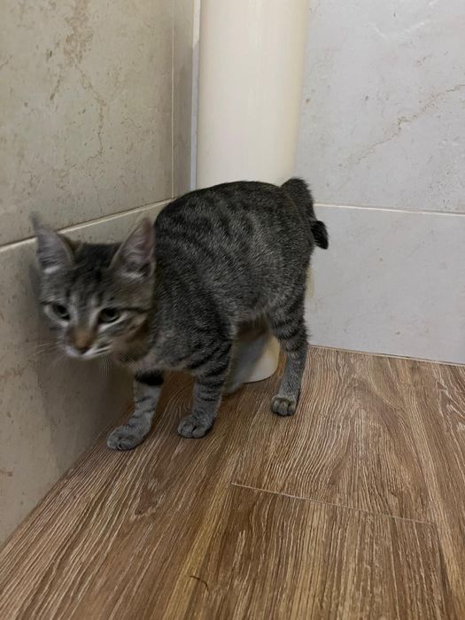 Gatinha 5 meses muito meiga esterilizada