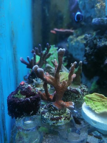Montipora różowa akwarium morskie