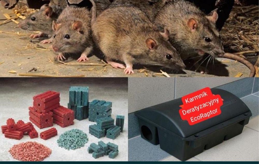 PLUSKWY Deratyzacja Dezynsekcja dezynfekcja Gazowanie Fumigacja