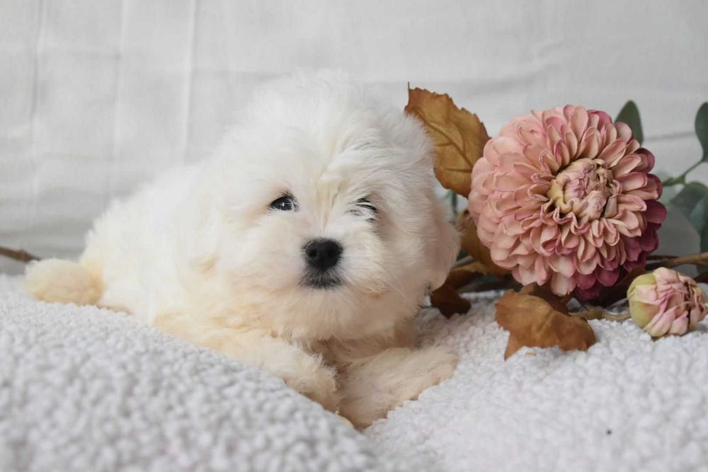 Bichon maltês.  Maravilhoso. Branco. Menino.