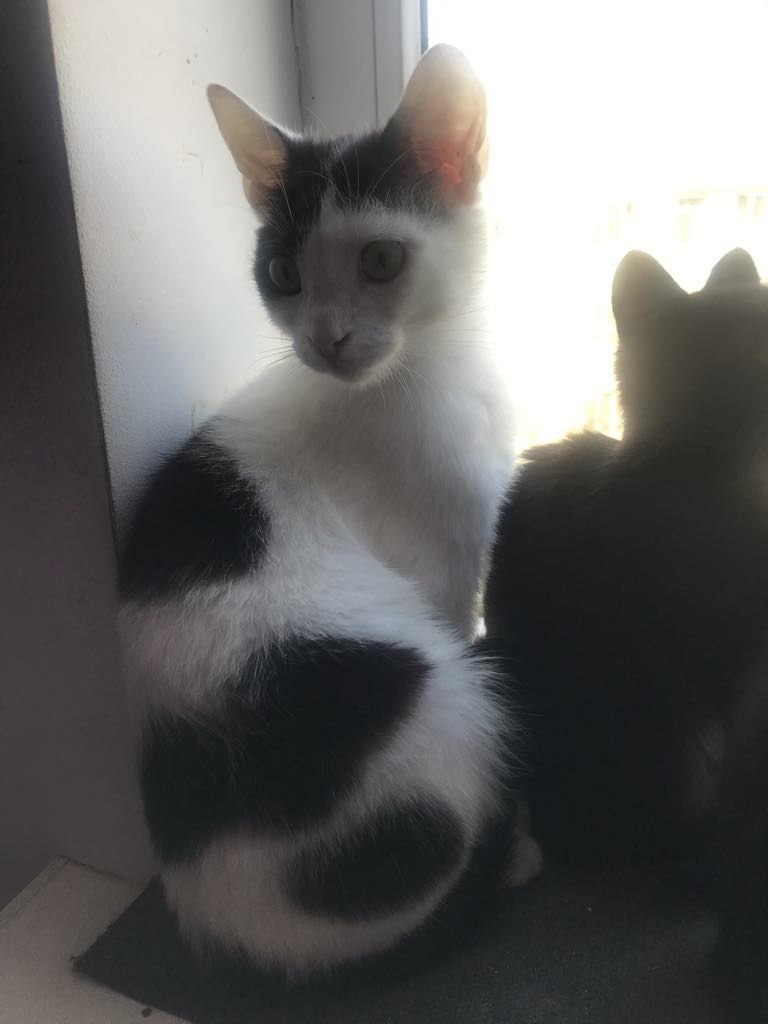 Кіт. Киця. Кошеня.