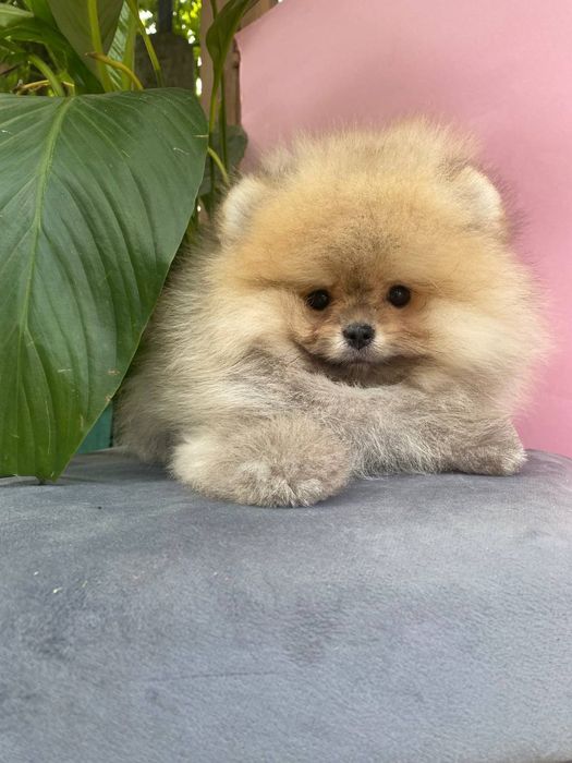 Мальчик красавчик vip