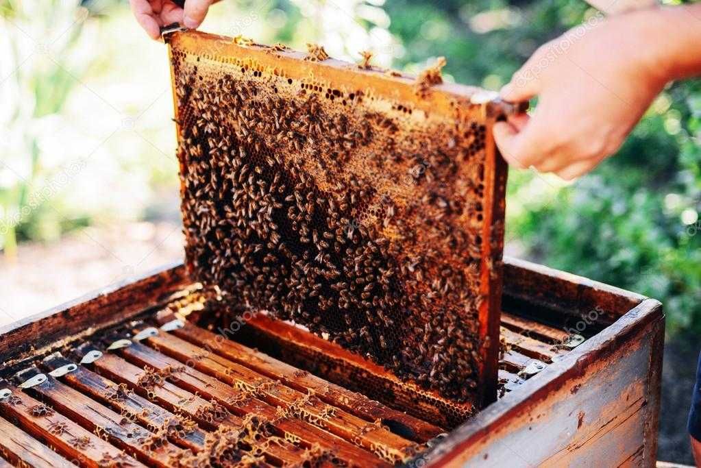 Продам пчелиные семьи. Пчелосемьи. Пчелы.