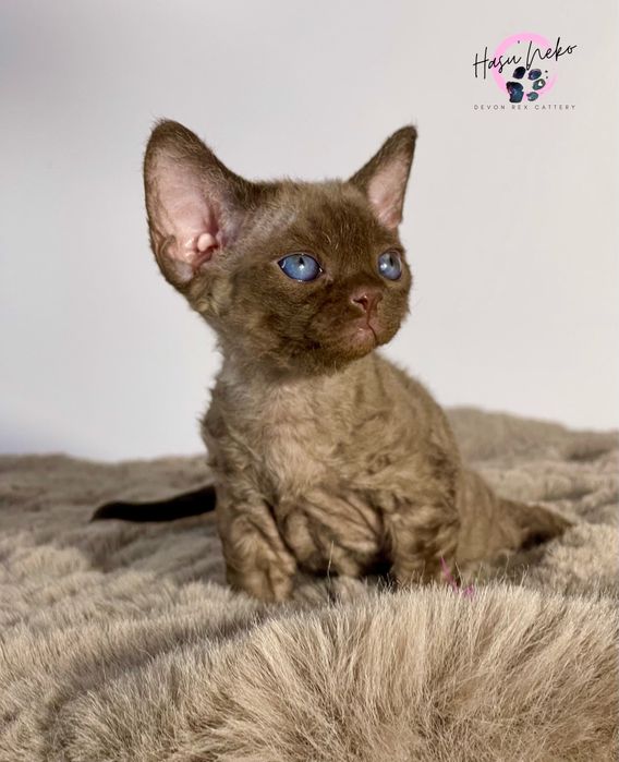 Misio piękny kocurek Devon Rex z HasuNekoPL